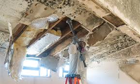 Best Industrial Mold Remediation  in Ashton, ID